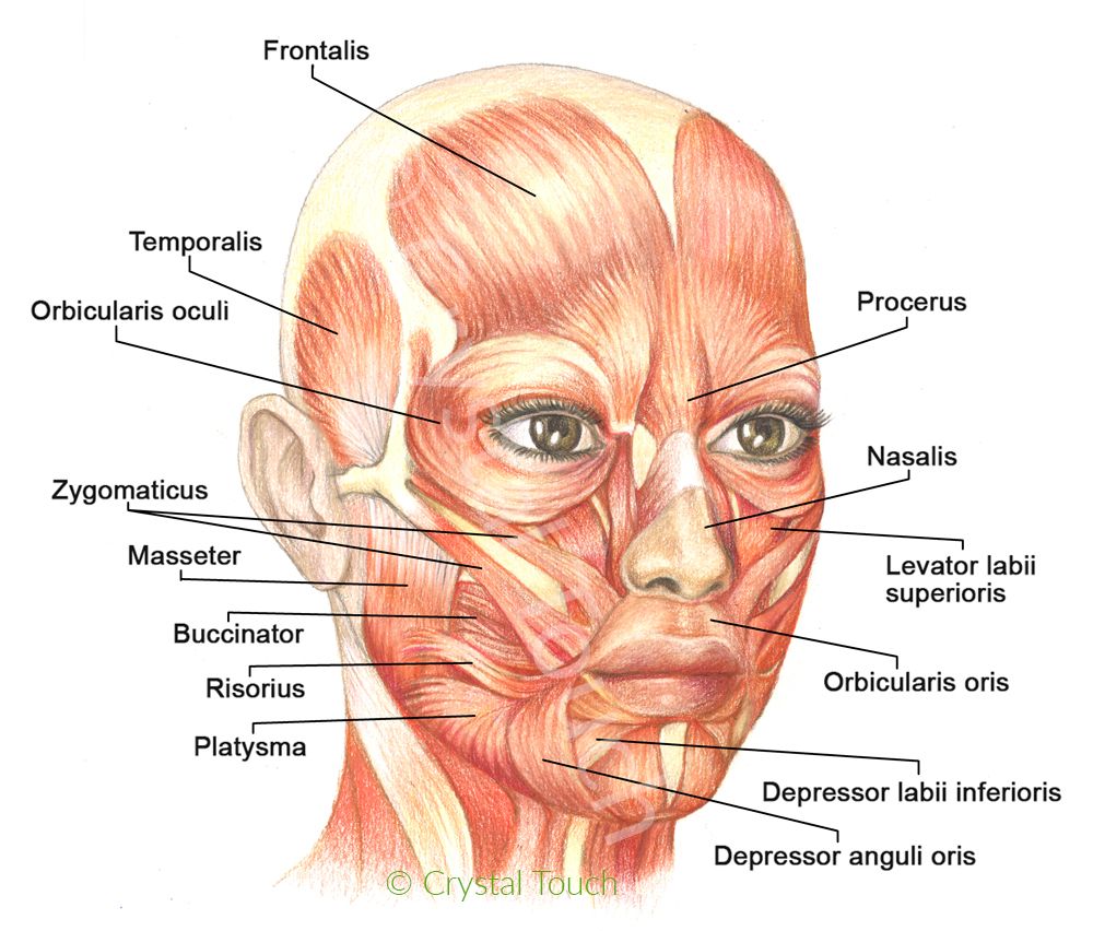 Muscles of facial expressions and how they work Crystal Touch Bell's