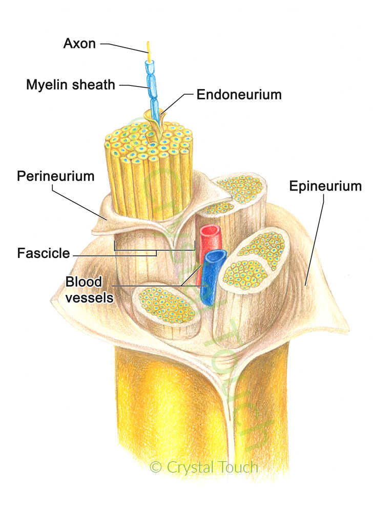 Structure of a nerve