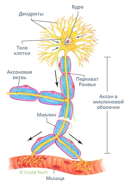 Структура двигательного нейрона