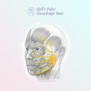 Regeneration of the facial nerve