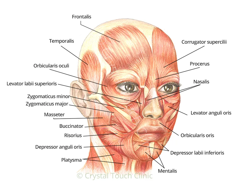 Facial muscles illustration by Crystal Touch Clinic - square
